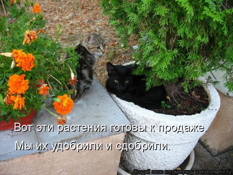 Котоматрица: Вот эти растения готовы к продаже. Мы их удобрили и сдобрили.