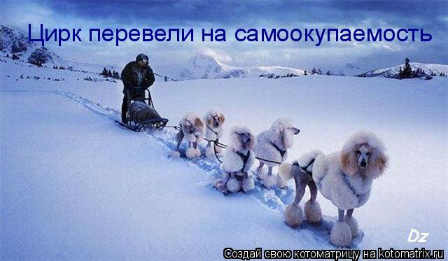 Котоматрица: Цирк перевели на самоокупаемость