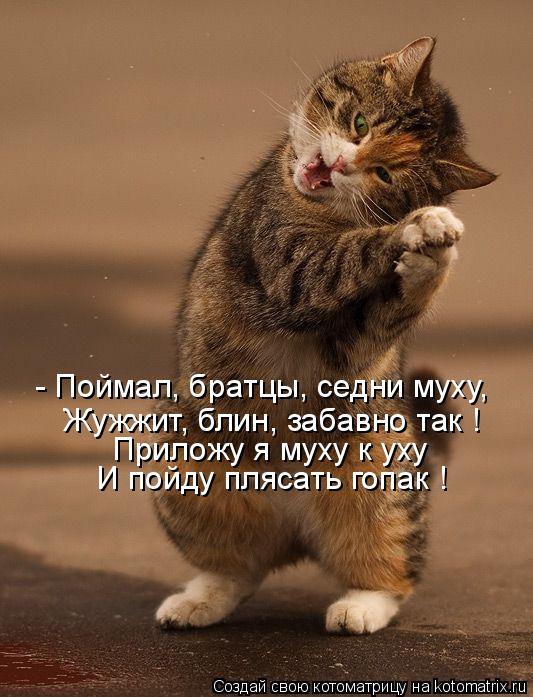 Котоматрица: - Поймал, братцы, седни муху, Приложу я муху к уху И пойду плясать гопак ! Жужжит, блин, забавно так !