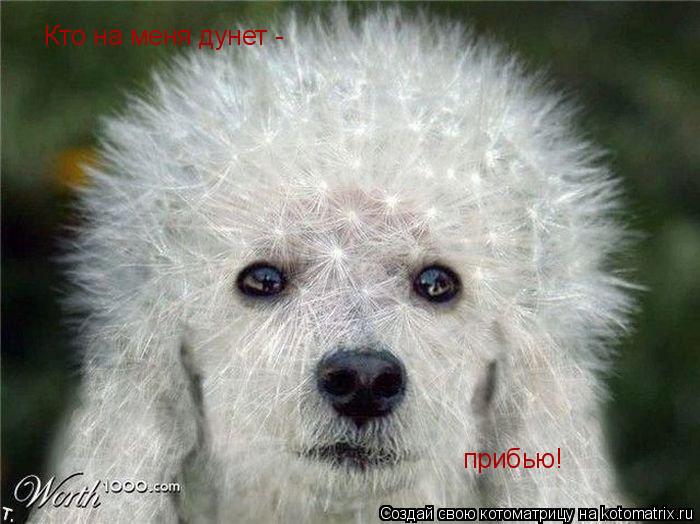 Котоматрица: Кто на меня дунет -  прибью!