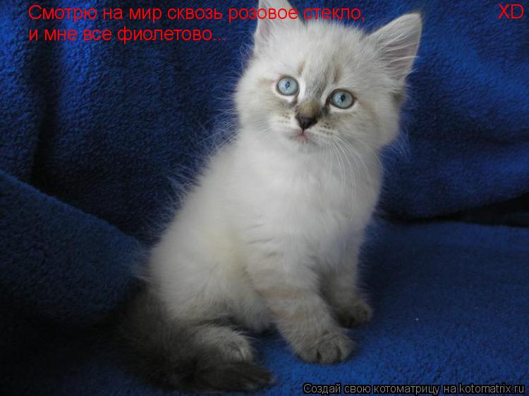 Котоматрица: Смотрю на мир сквозь розовое стекло, и мне все фиолетово... XD