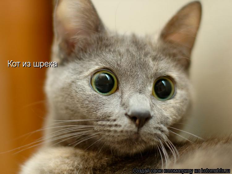 Котоматрица: Кот из шрека  Кот из шрека