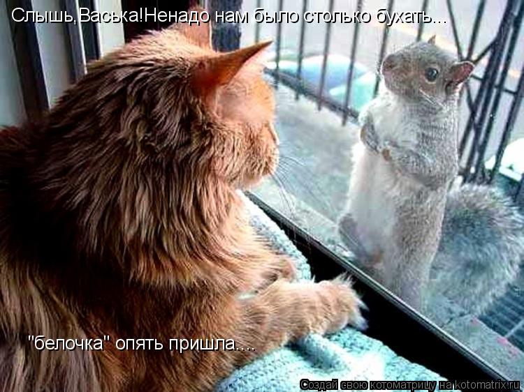 Котоматрица: Слышь,Васька!Ненадо нам было столько бухать... "белочка" опять пришла....