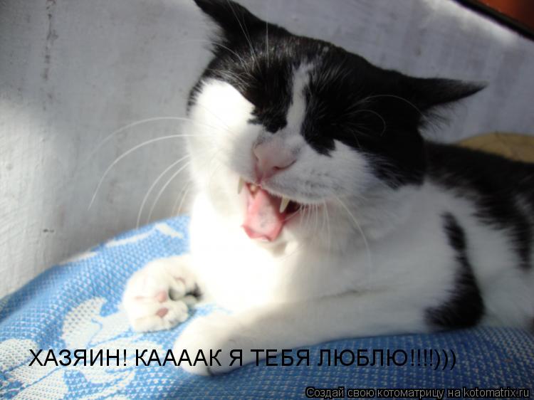 Котоматрица: ХАЗЯИН! КААААК Я ТЕБЯ ЛЮБЛЮ!!!!)))