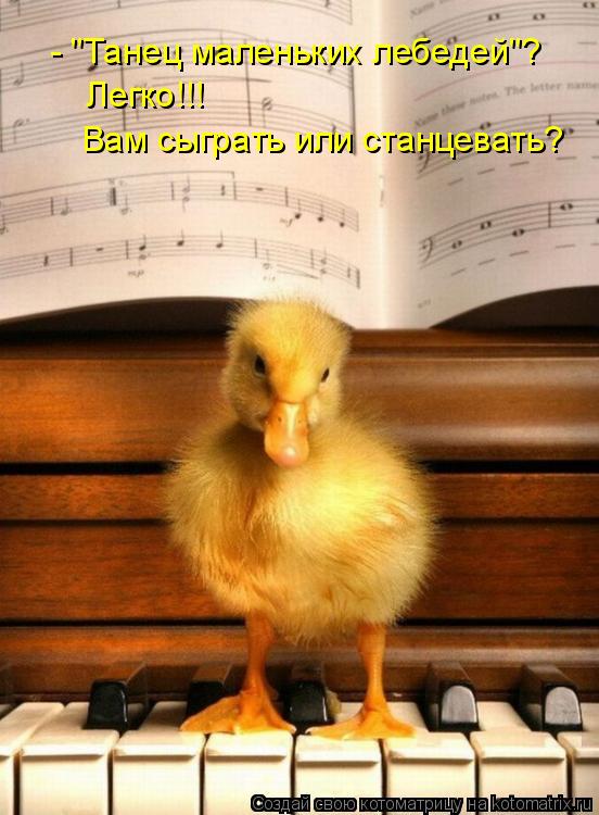 Котоматрица: - "Танец маленьких лебедей"? Легко!!!  Вам сыграть или станцевать?