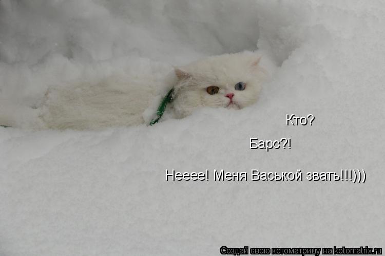 Котоматрица: Кто?  Барс?!  Нееее! Меня Васькой звать!!!)))