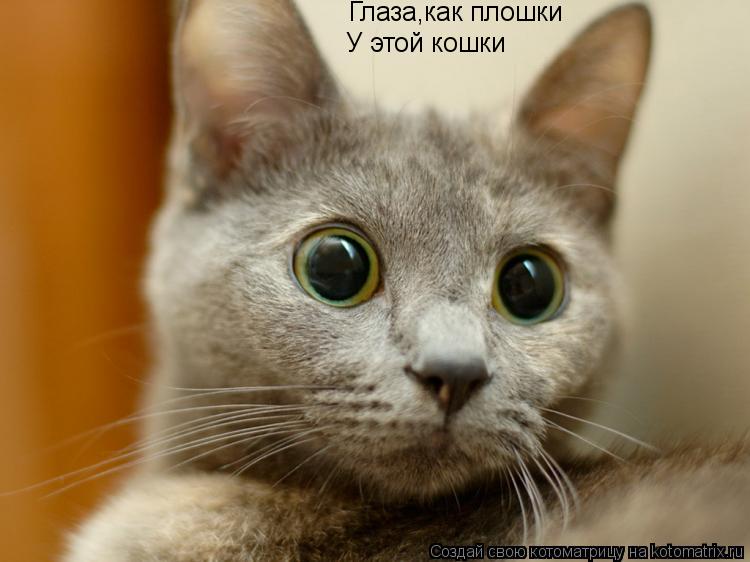 Котоматрица: Глаза,как плошки У этой кошки