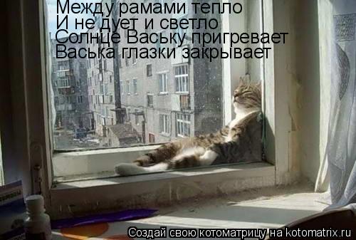 Котоматрица: Между рамами тепло И не дует и светло Солнце Ваську пригревает Васька глазки закрывает