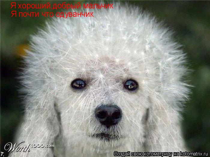 Котоматрица: Я хороший,добрый мальчик Я почти что одуванчик