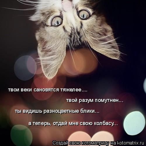 Котоматрица: твои веки сановятся тяжелее.... твой разум помутнен... ты видишь разноцветные блики... а теперь, отдай мне свою колбасу...