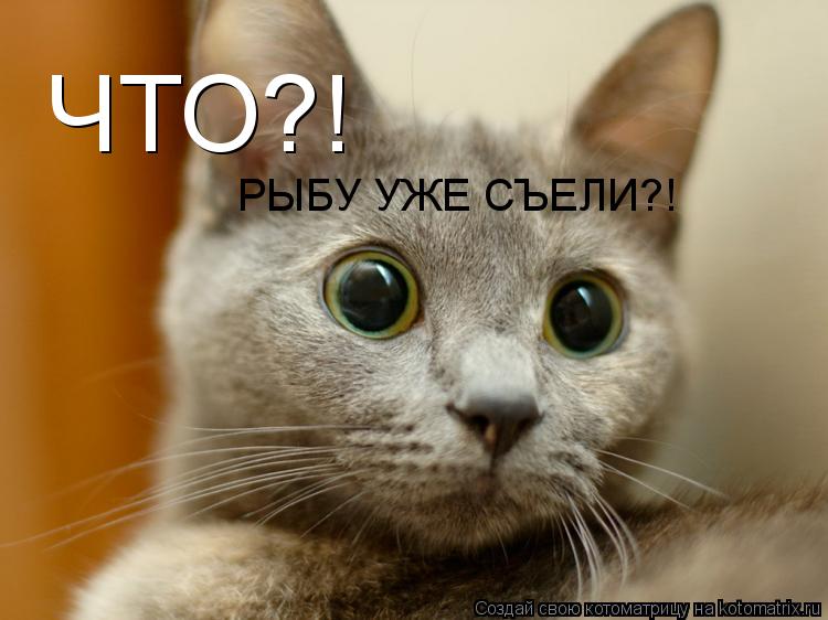 Котоматрица: ЧТО?! РЫБУ УЖЕ СЪЕЛИ?!