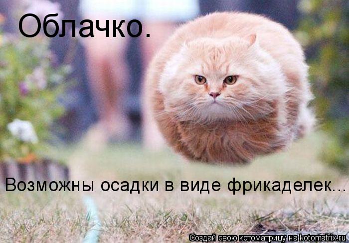Котоматрица: Возможны осадки в виде фрикаделек... Облачко.