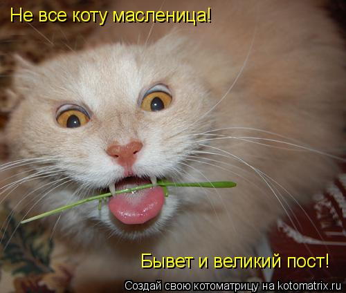 Котоматрица: Не все коту масленица! Бывет и великий пост!