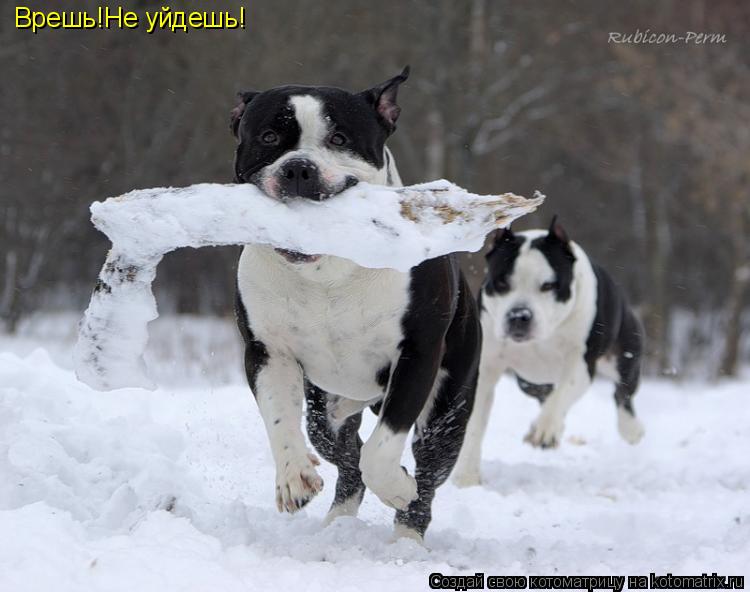 Котоматрица: Врешь!Не уйдешь!
