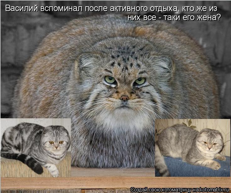 Котоматрица: Василий вспоминал после активного отдыха, кто же из  них все - таки его жена?