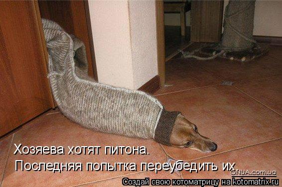 Котоматрица: Хозяева хотят питона.   Последняя попытка переубедить их.