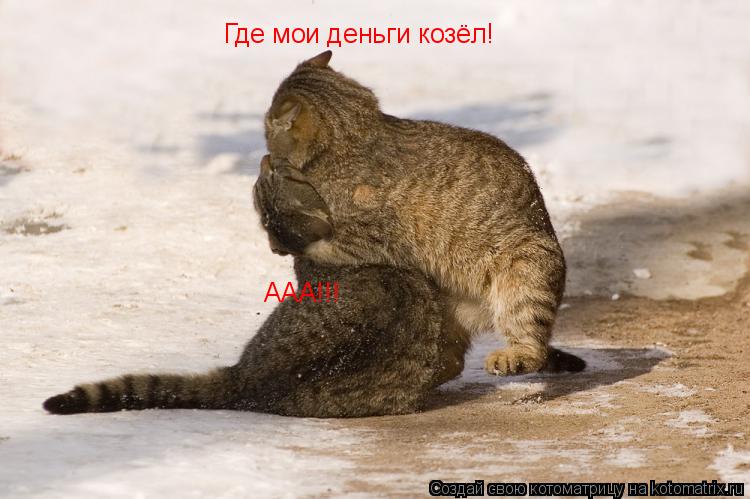 Котоматрица: Где мои деньги козёл! ААА!!!