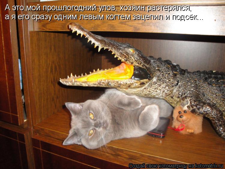 Котоматрица: А это мой прошлогодний улов, хозяин растерялся, а я его сразу одним левым когтем зацепил и подсёк...