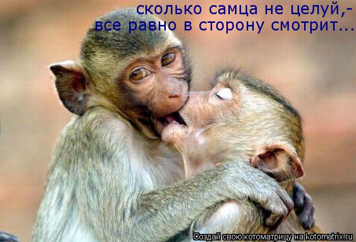 Котоматрица: сколько самца не целуй,- все равно в сторону смотрит...
