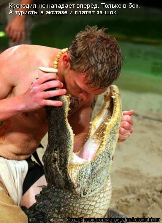 Котоматрица: Крокодил не нападает вперёд. Только в бок. А туристы в экстазе и платят за шок.
