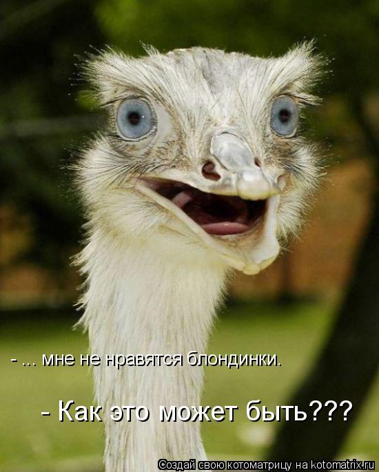 Котоматрица: - Как это может быть??? - ... мне не нравятся блондинки.
