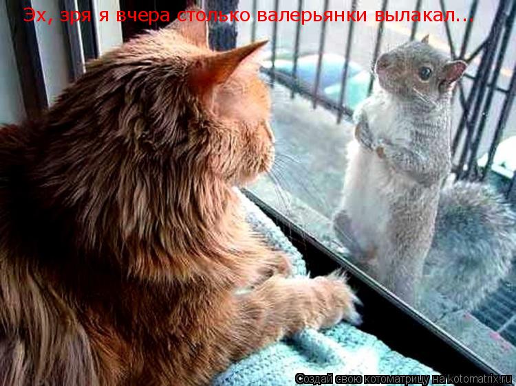 Котоматрица: Эх, зря я вчера столько валерьянки вылакал...