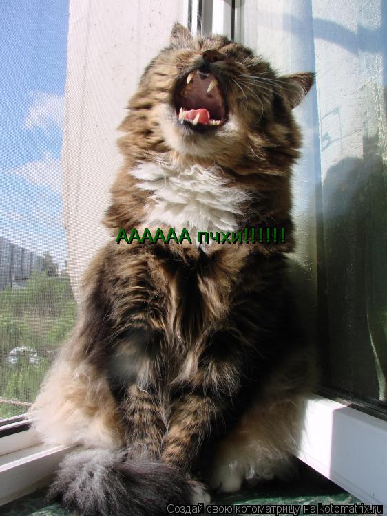 Котоматрица: АААААА пчхи!!!!!!