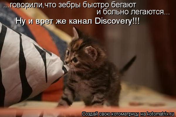 Котоматрица: ...говорили,что зебры быстро бегают  и больно легаются... Ну и врет же канал Discovery!!!