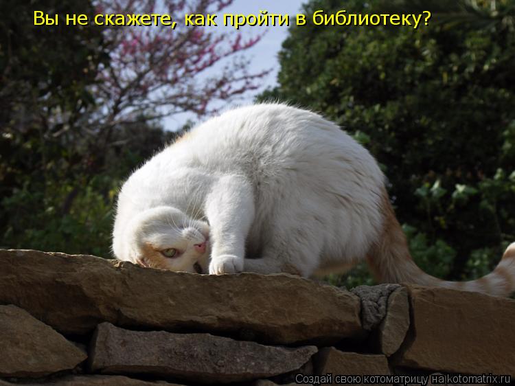 Котоматрица: Вы не скажете, как пройти в библиотеку?