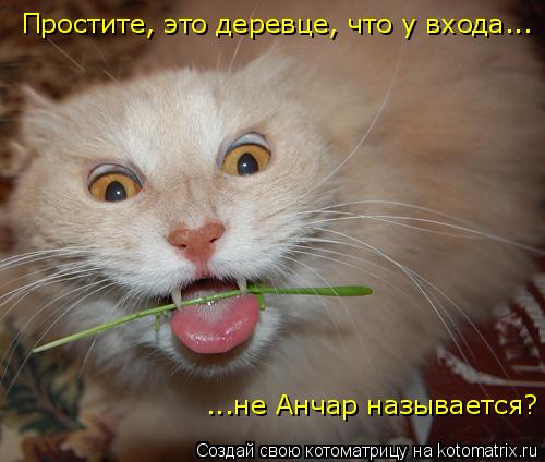 Котоматрица: Простите, это деревце, что у входа... ...не Анчар называется?