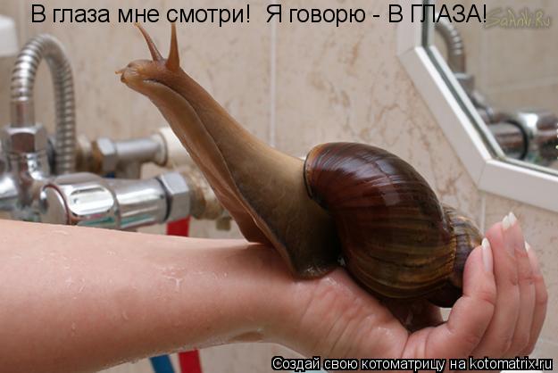 Котоматрица: В глаза мне смотри!  Я говорю - В ГЛАЗА!
