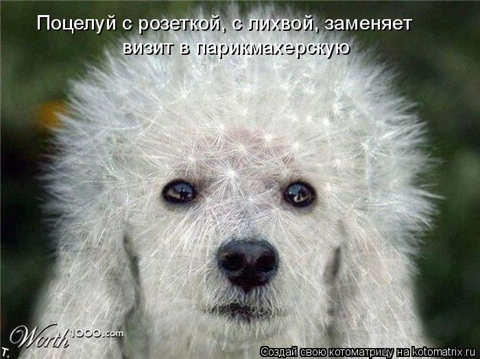 Котоматрица: Поцелуй с розеткой, с лихвой, заменяет  визит в парикмахерскую