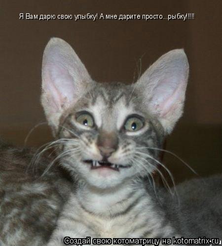 Котоматрица: Я Вам дарю свою улыбку! А мне дарите просто...рыбку!!!!! Я Вам дарю свою улыбку! А мне дарите просто...рыбку!!!!!