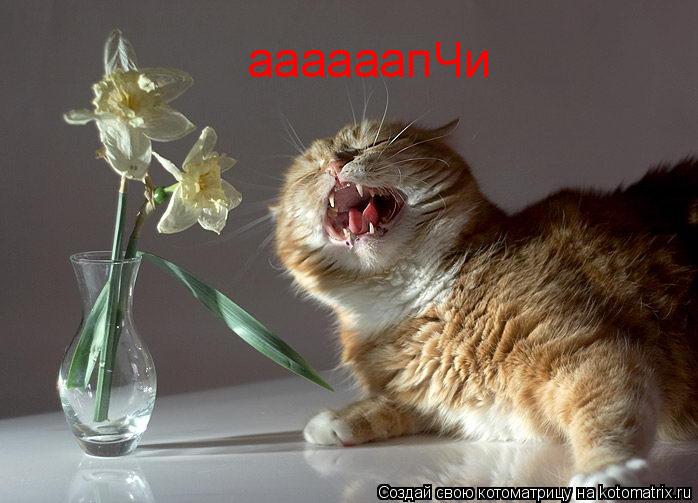 Котоматрица: аааааапЧи