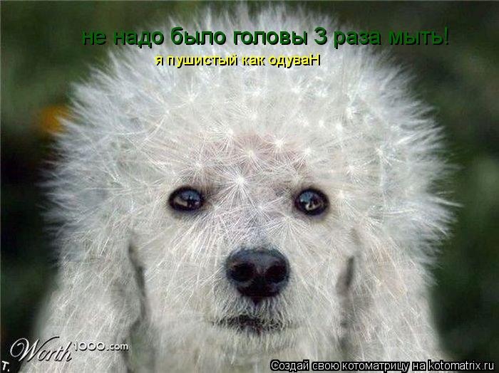 Котоматрица: не надо было головы 3 раза мыть! я пушистый как одуваН