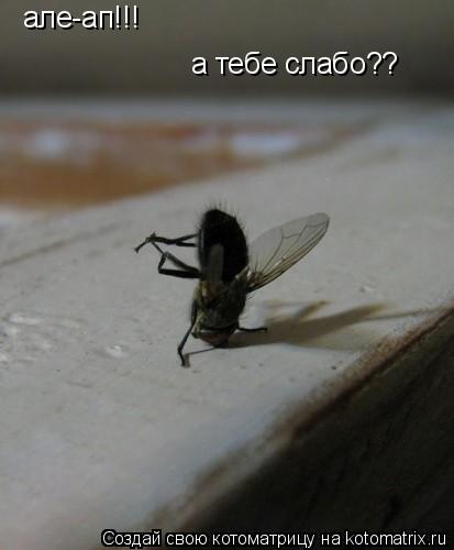 але-ап!!! а тебе слабо??... Котоматрица: але-ап!!! а тебе слабо??