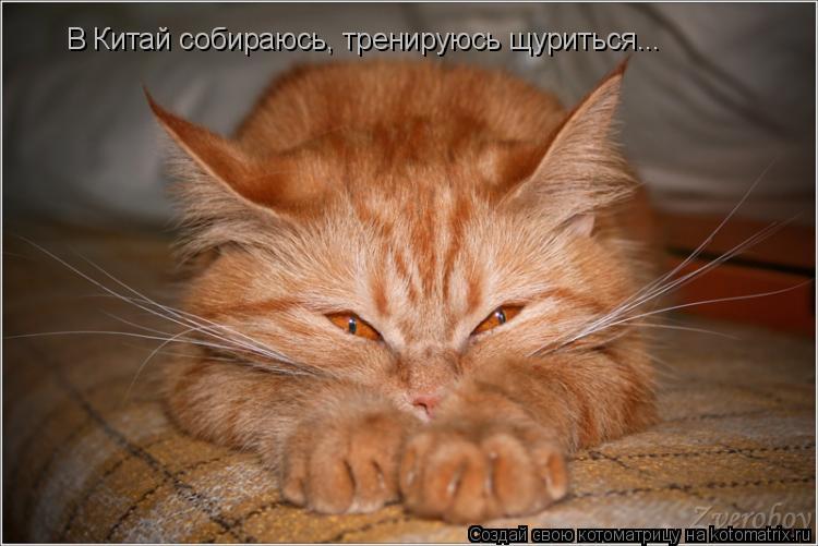 В Китай собираюсь, тренируюсь щуриться...... Котоматрица: В Китай собираюсь, тренируюсь щуриться...