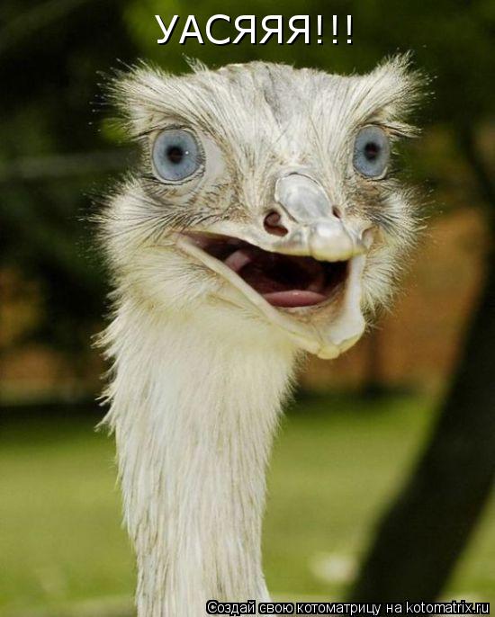 УАСЯЯЯ!!!... Котоматрица: УАСЯЯЯ!!!