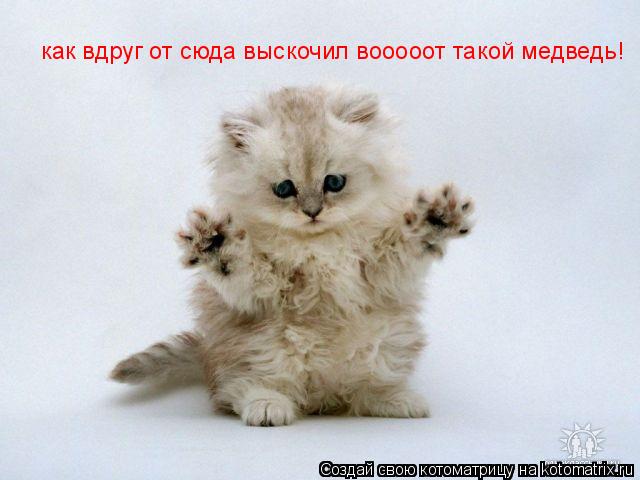 как вдруг от сюда выскочил вооооот такой медведь!... Котоматрица: как вдруг от сюда выскочил вооооот такой медведь!