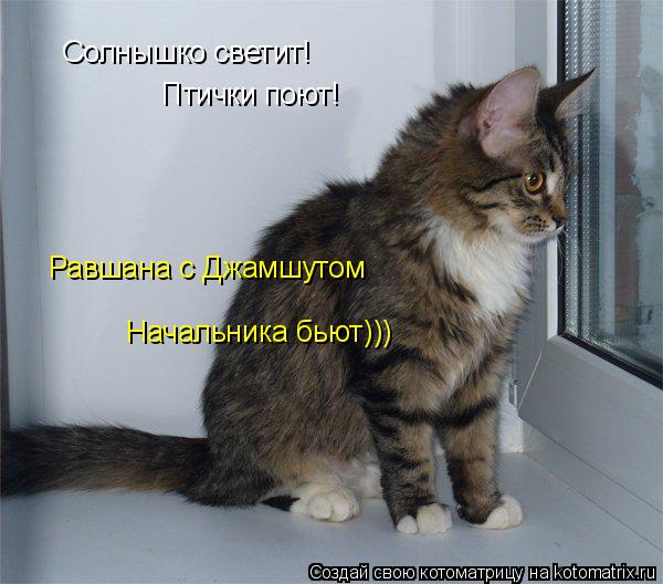 Солнышко светит! Птички поют! Равшана с Джамшутом Начальника бьют)))... Котоматрица: Солнышко светит! Птички поют! Равшана с Джамшутом Начальника бьют)))