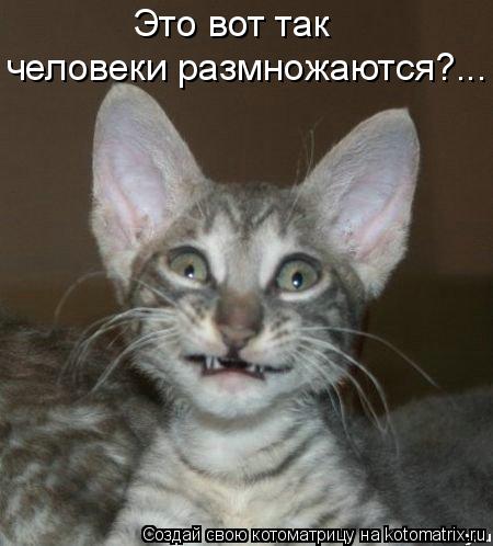 Это вот так человеки размножаются?...... Котоматрица: Это вот так человеки размножаются?...