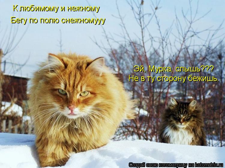 К любимому и нежному Эй, Мурка, слышь??? Не в ту сторону бежишь. Бегу по полю снежномууу... Котоматрица: К любимому и нежному Эй, Мурка, слышь??? Не в ту сторону бежишь. Бегу по полю снежномууу