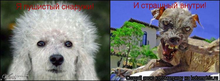 Я пушистый снаружи! И страшный внутри!... Котоматрица: Я пушистый снаружи! И страшный внутри!
