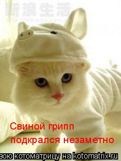 Свиной грипп подкрался незаметно... Котоматрица: Свиной грипп подкрался незаметно