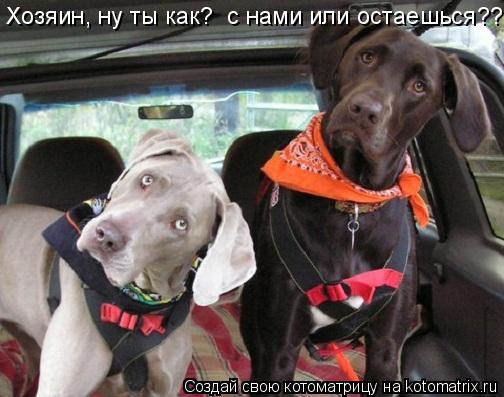 Хозяин, ну ты как? с нами или остаешься??... Котоматрица: Хозяин, ну ты как? с нами или остаешься??