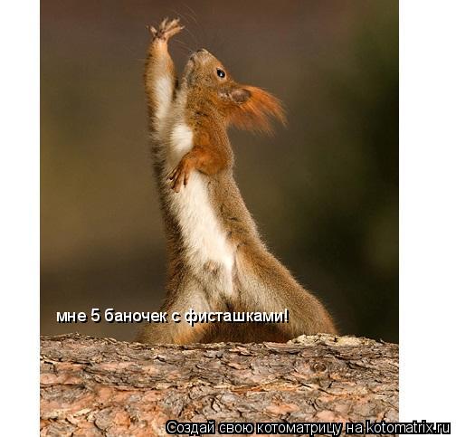 мне 5 баночек с фисташками!... Котоматрица: мне 5 баночек с фисташками!