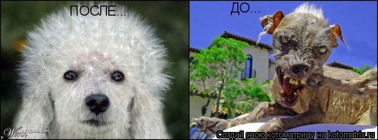 ПОСЛЕ... ДО...... Котоматрица: ПОСЛЕ... ДО...