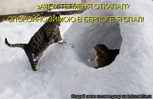 зАЧЕМ ТЫ МЕНЯ ОТКАПАЛ? СПОКОЙНО ЗИМОЮ В БЕРЛОГЕ Я СПАЛ!... Котоматрица: зАЧЕМ ТЫ МЕНЯ ОТКАПАЛ? СПОКОЙНО ЗИМОЮ В БЕРЛОГЕ Я СПАЛ!