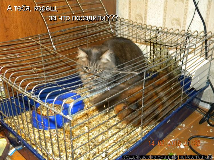 А тебя, кореш, за что посадили???... Котоматрица: А тебя, кореш, за что посадили???