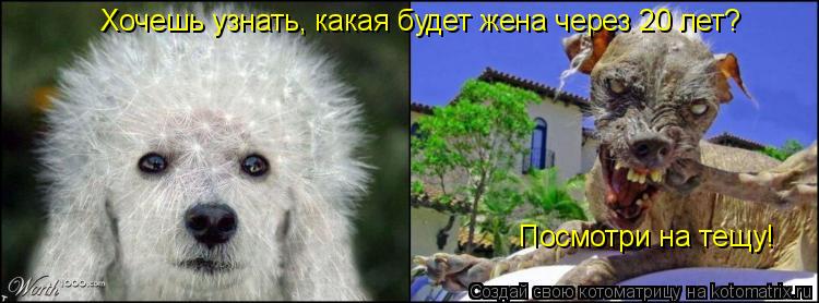 Хочешь узнать, какая будет жена через 20 лет? Посмотри на тещу!... Котоматрица: Хочешь узнать, какая будет жена через 20 лет? Посмотри на тещу!